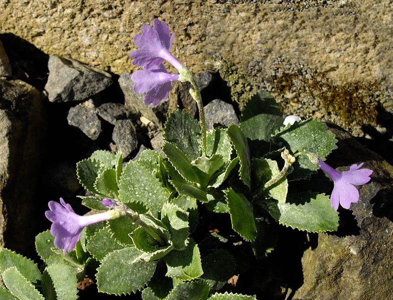 Primula marginata 'Sheila Denby' in bloom on limestone cliffs of the Maritime Alps